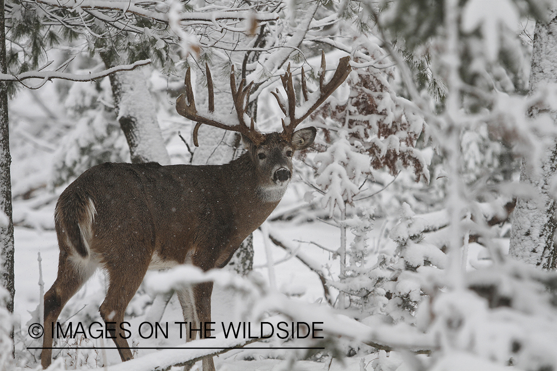 White-tailed buck in winter habitat.