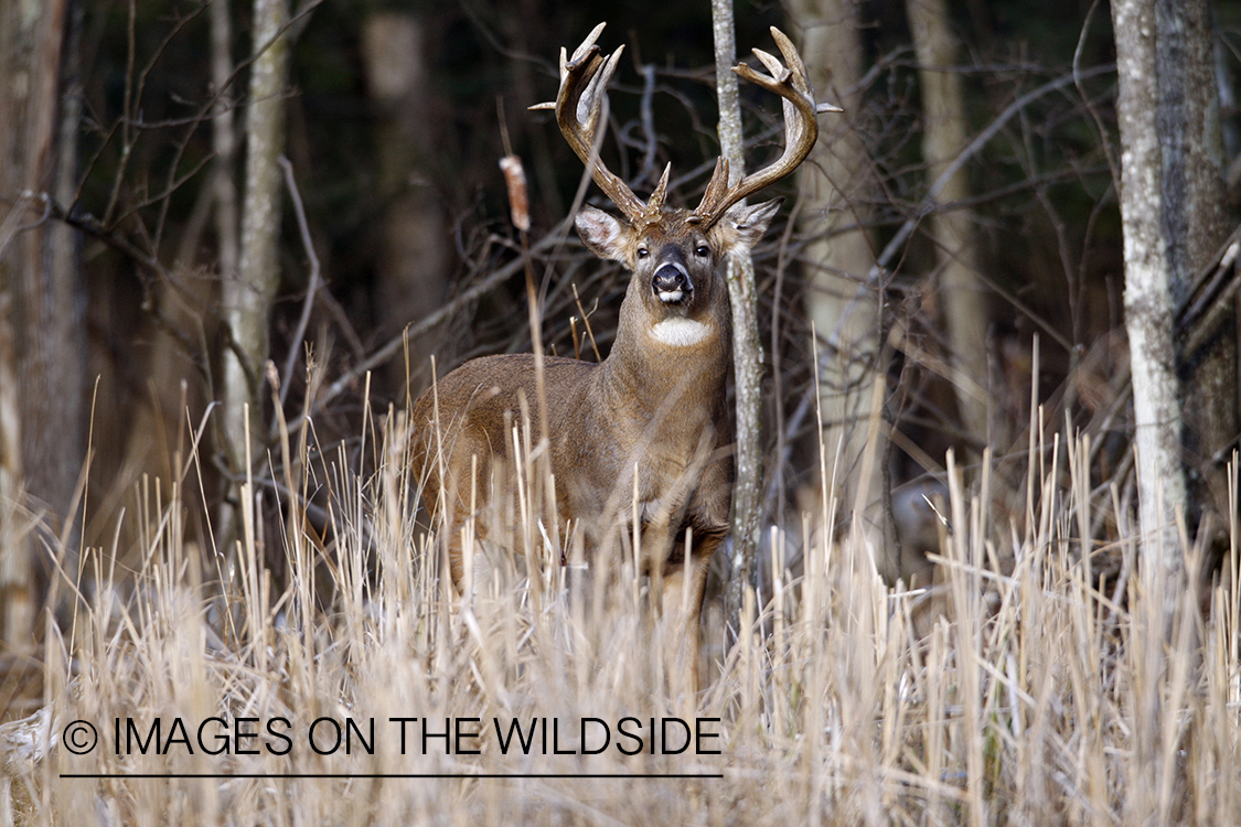 White-tailed buck in habitat.