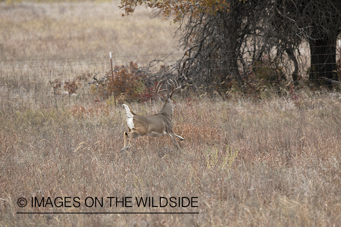 White-tailed buck running in habitat.