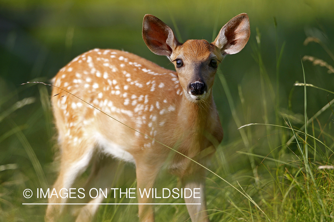 White-tailed fawn in habitat.