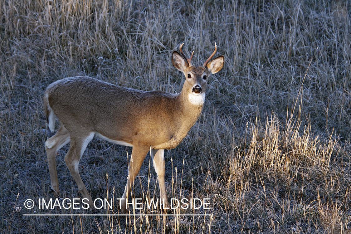 View of White-tailed buck in habitat from tree stand.