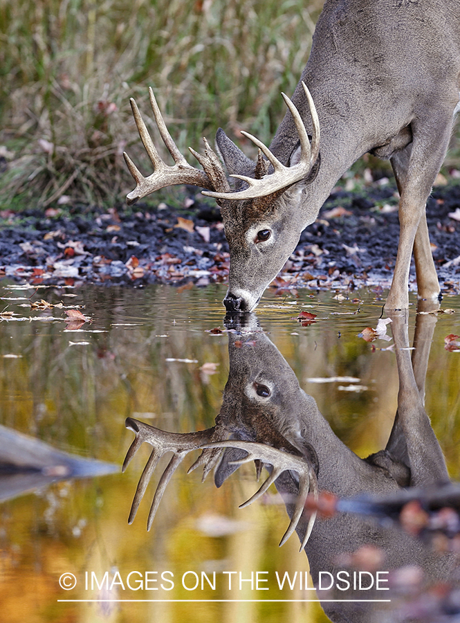 White-tailed buck in habitat.