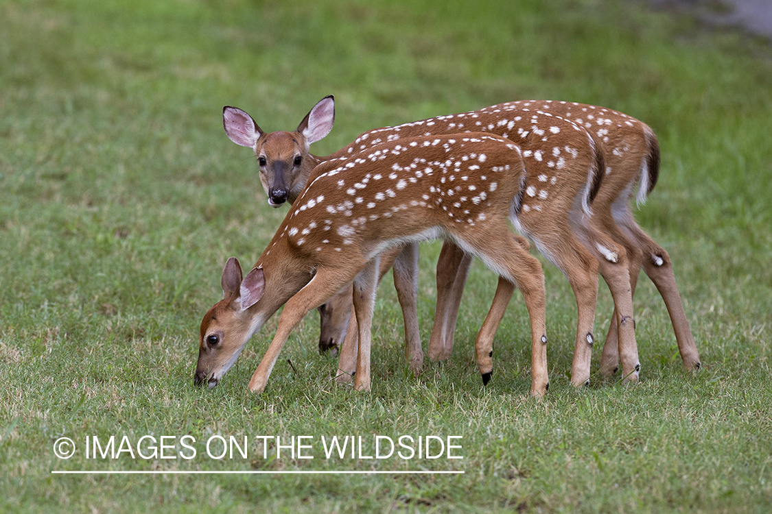 White-tailed fawns in velvet.