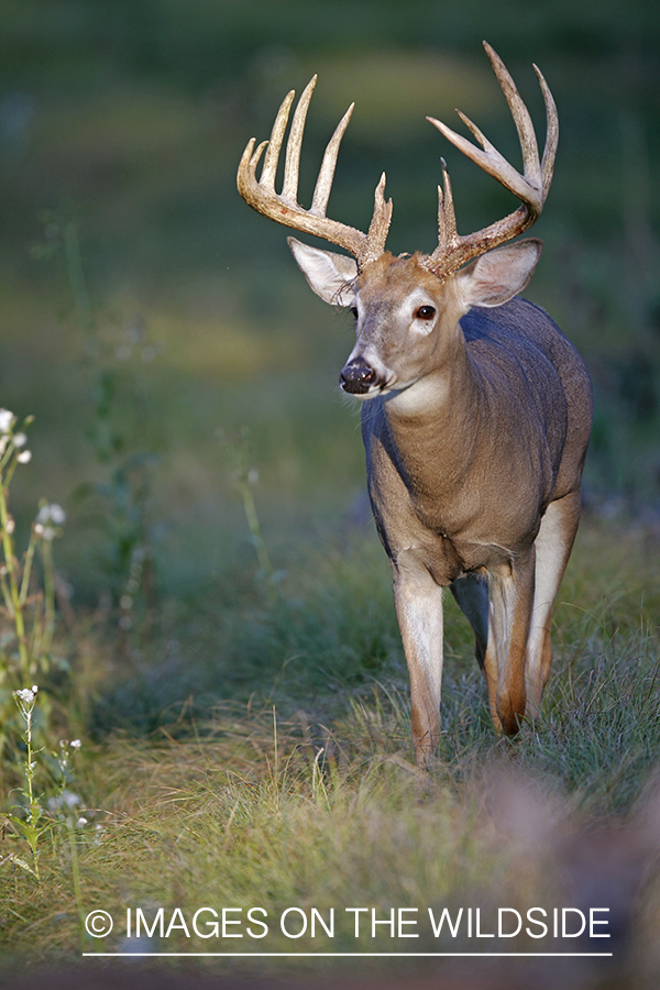 White-tailed buck in habitat.