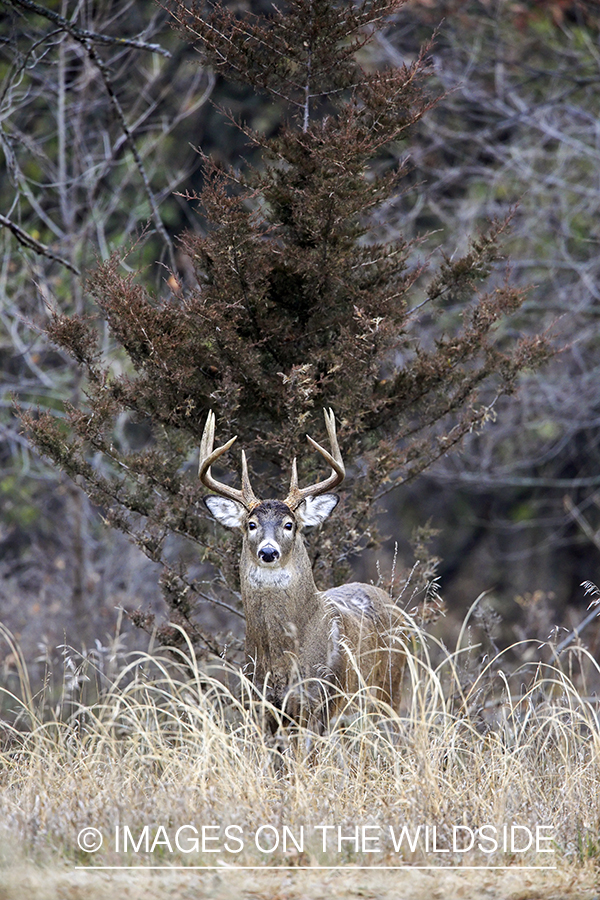 White-tailed buck in habitat.