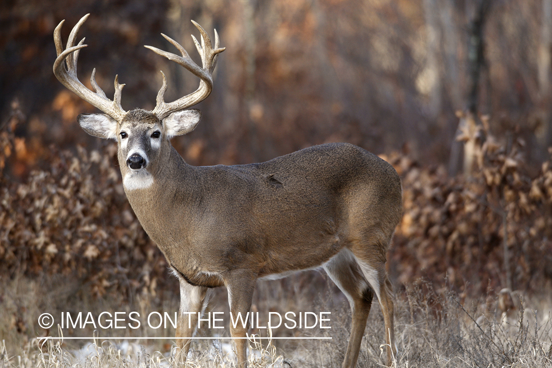 White-tailed buck in habitat. 