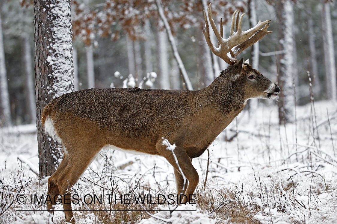 White-tailed buck in winter habitat.