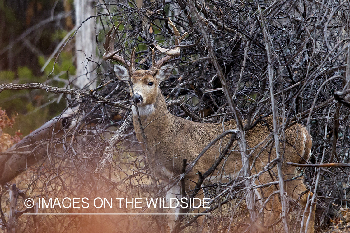 White-tailed buck in habitat.