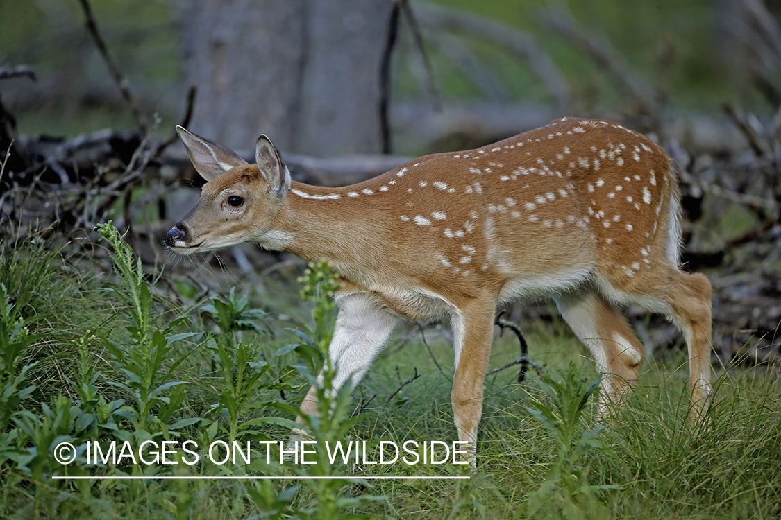 White-tailed fawn in habitat.