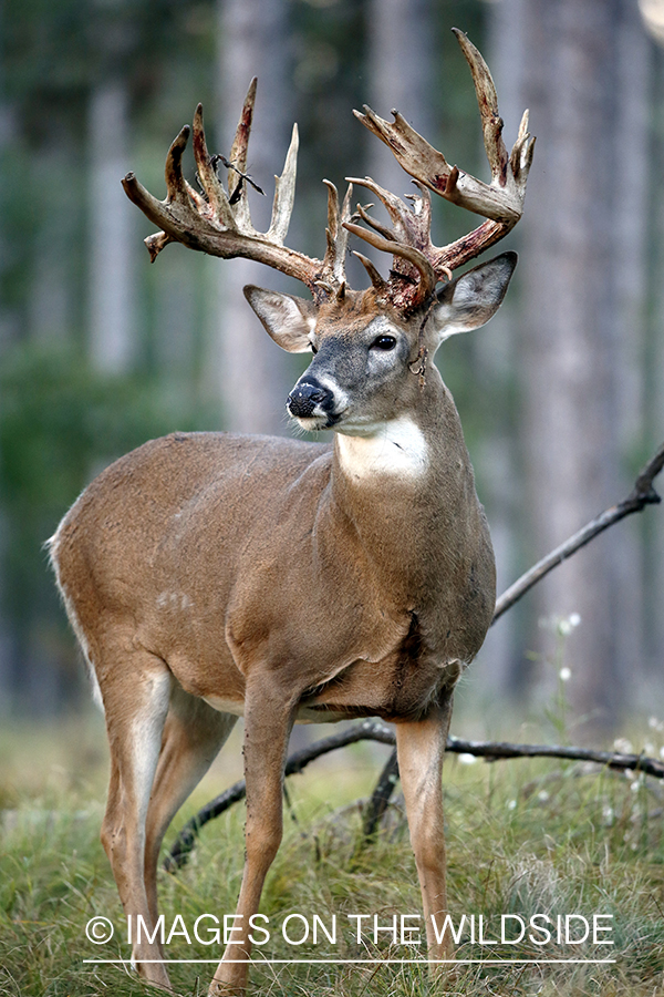 White-tailed buck shedding Velvet.