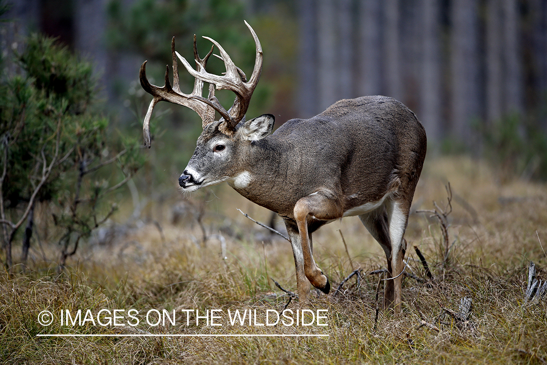 White-tailed buck in woods.