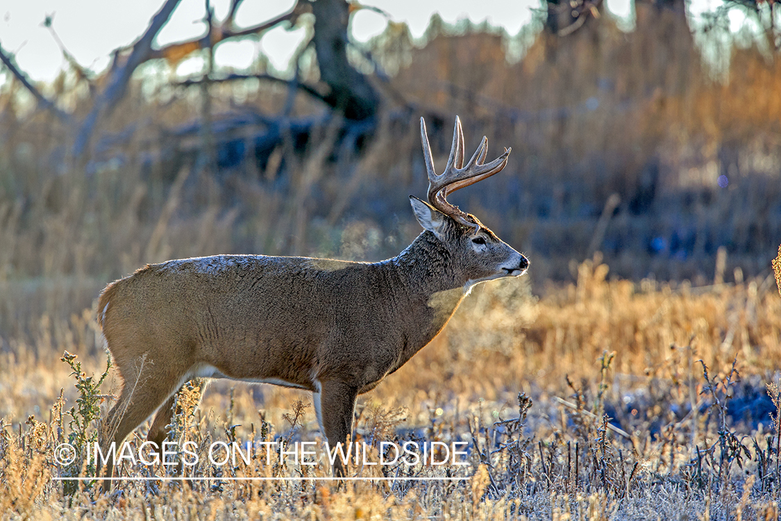 White-tailed buck in field.