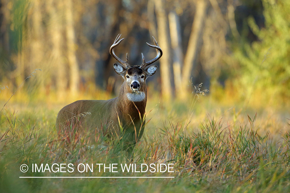 White-tailed buck in habitat.