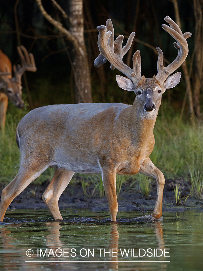 White-tailed buck in velvet next to water.