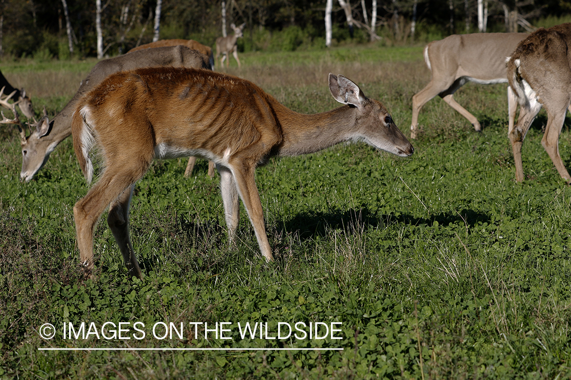 White-tailed deer with EHD disease in high fence.