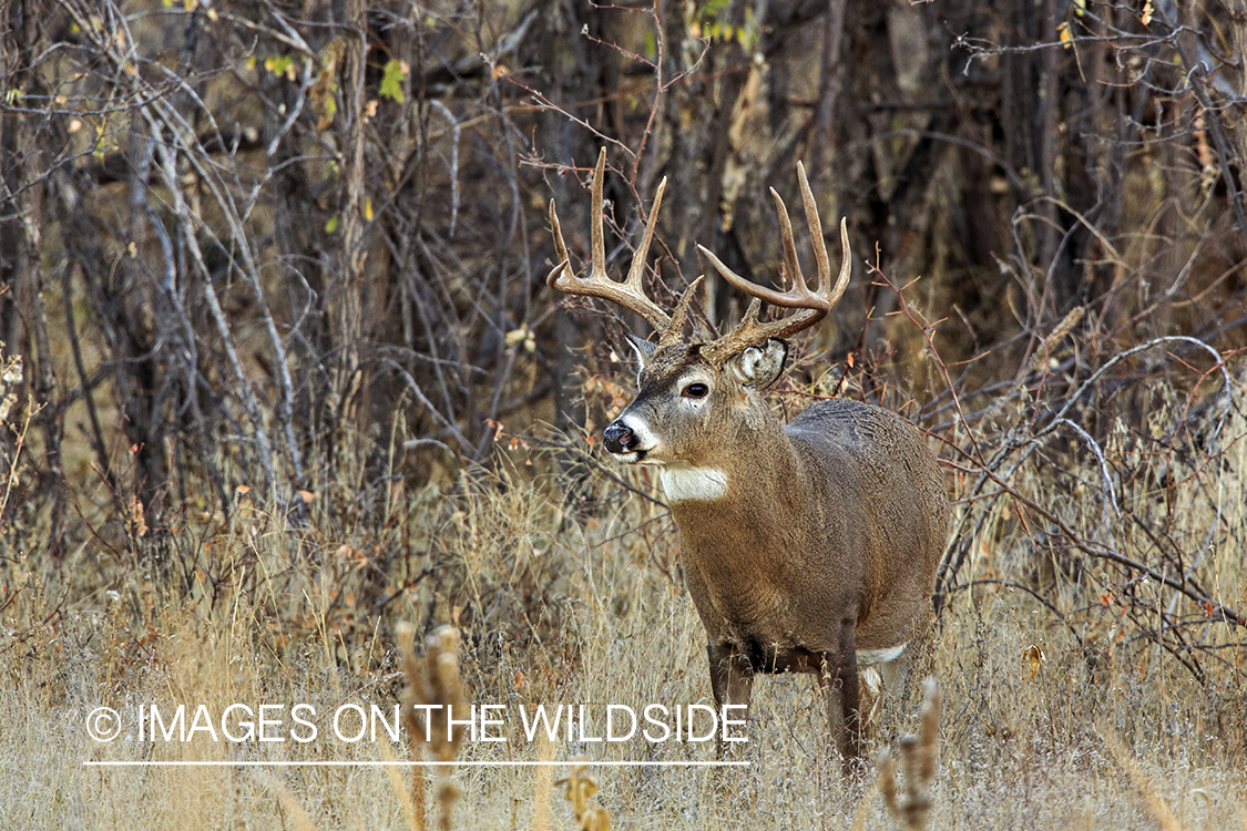 White-tailed buck in field.