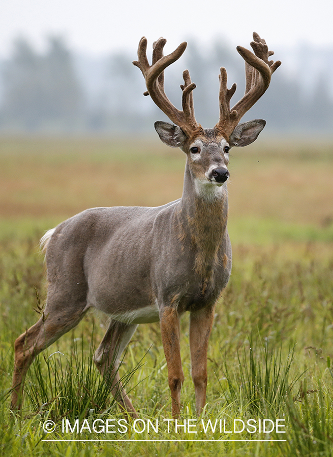 White-tailed buck in field.