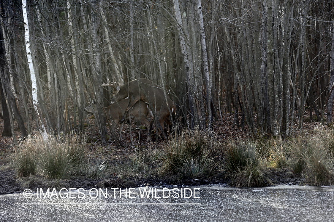 White-tailed deer mating.