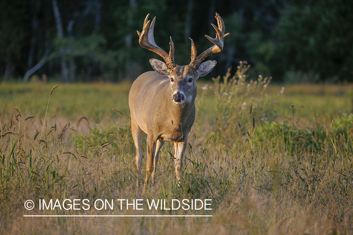 White-tailed buck in the rut.