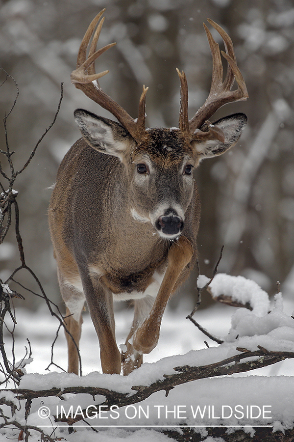 White-tailed buck in the rut.