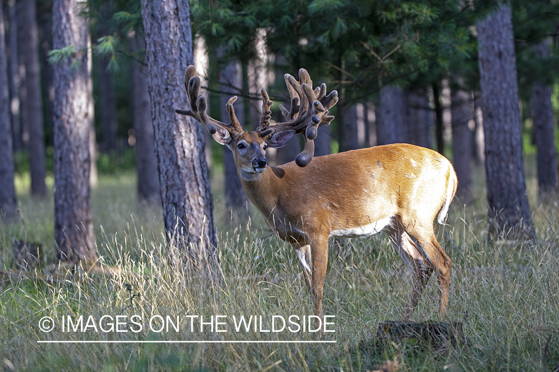 White-tailed buck in Velvet.