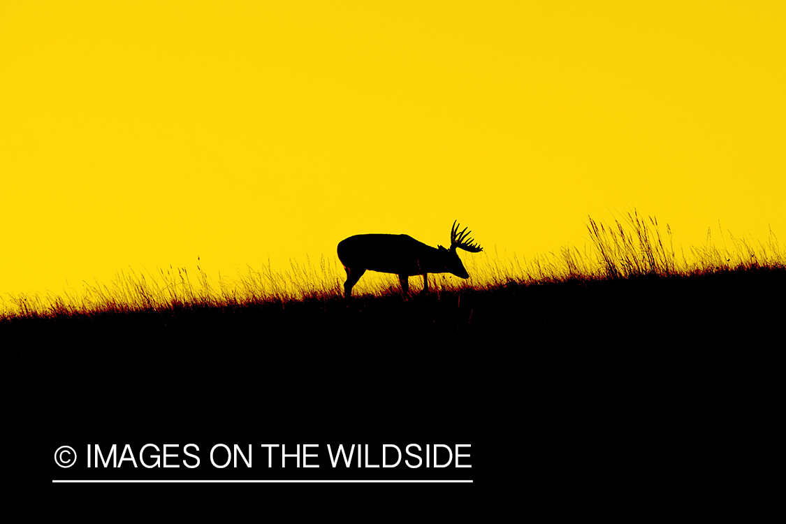 White-tailed buck in field.