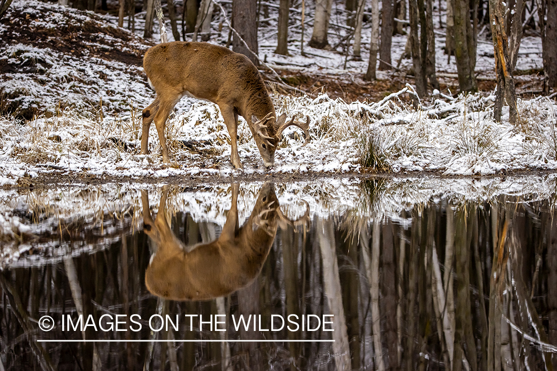 White-tailed buck in winter field.