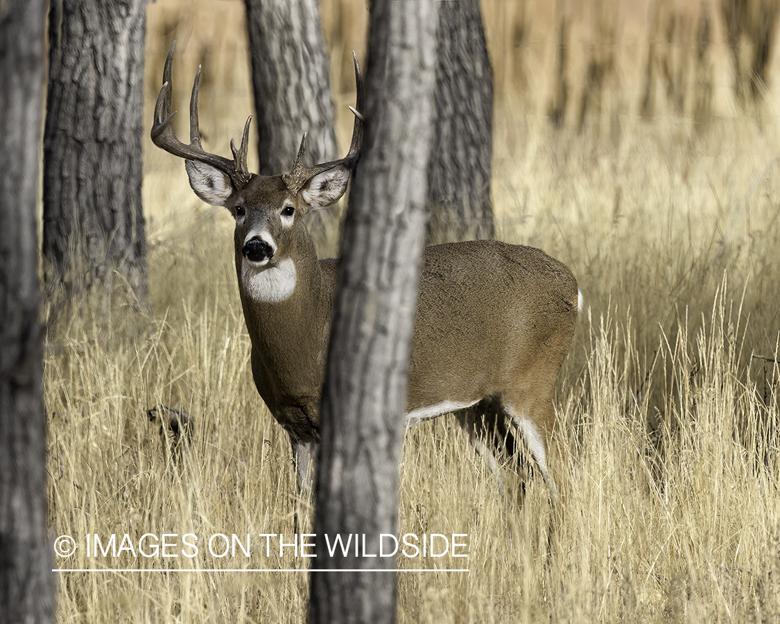 White-tailed buck in habitat.