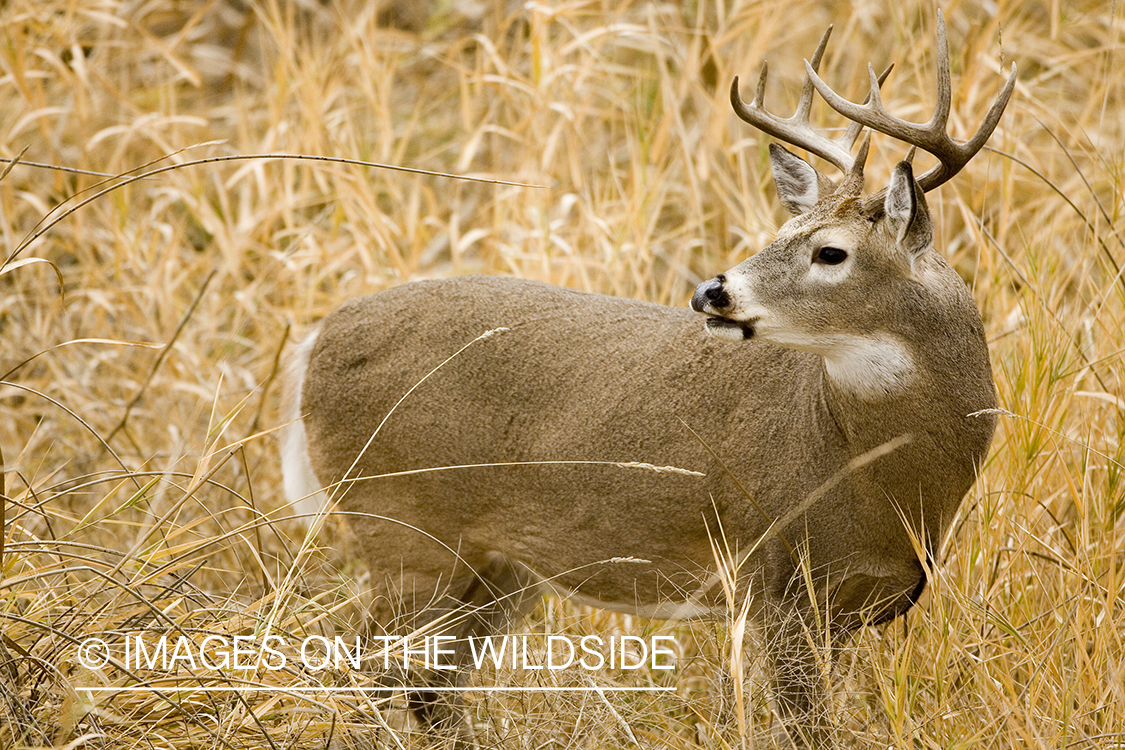 White-tailed deer in habitat