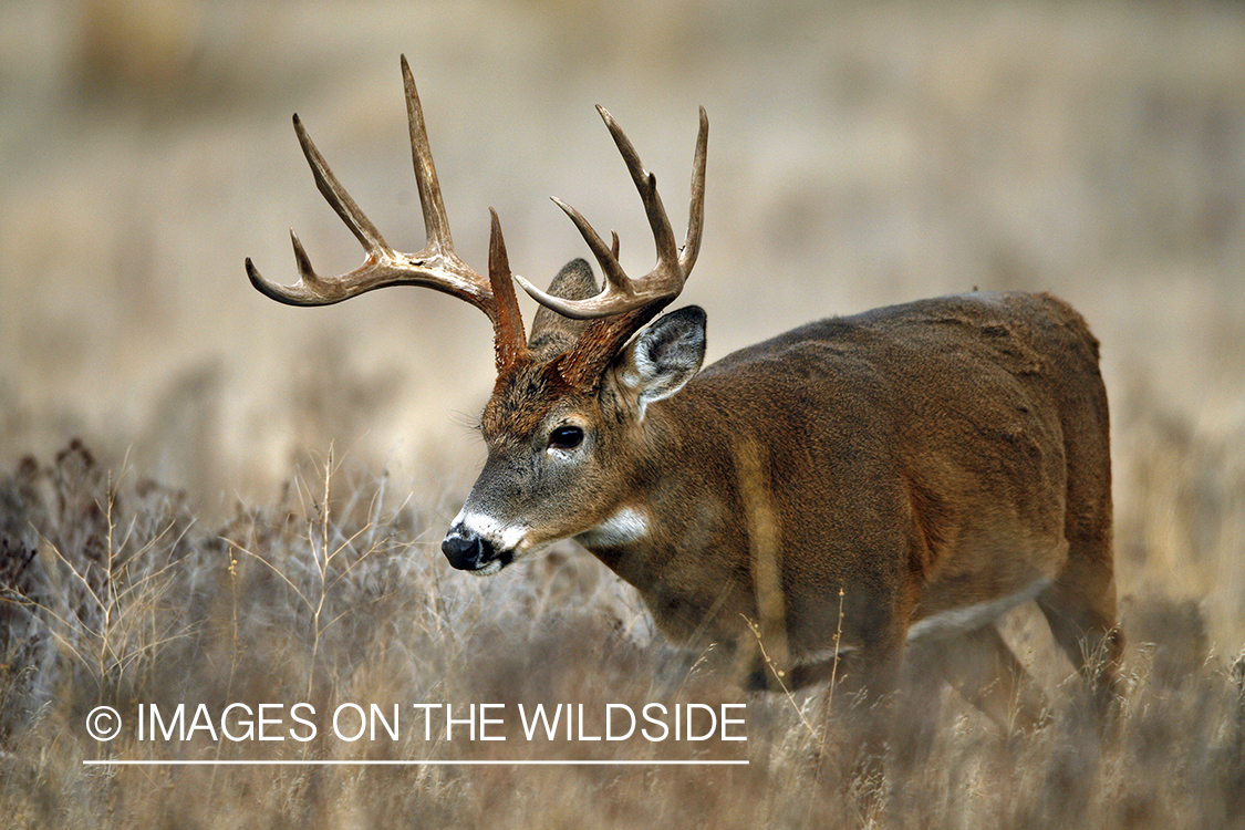 White-tailed deer in habitat