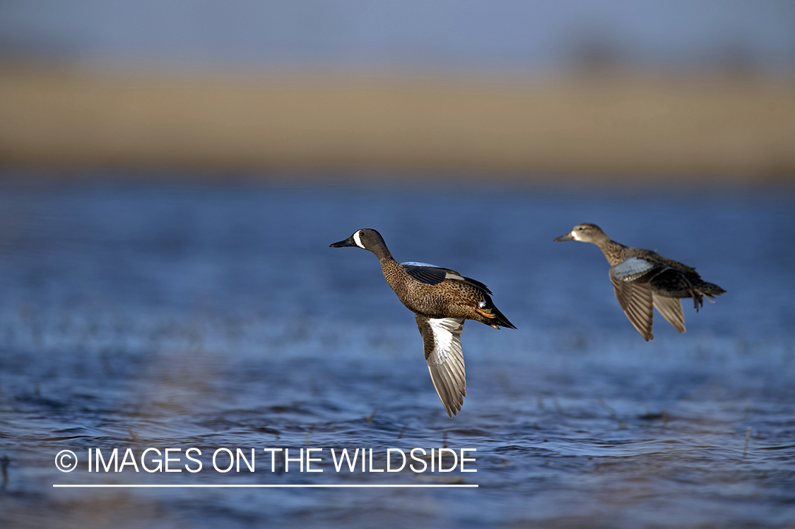 Blue-winged Teal in flight.