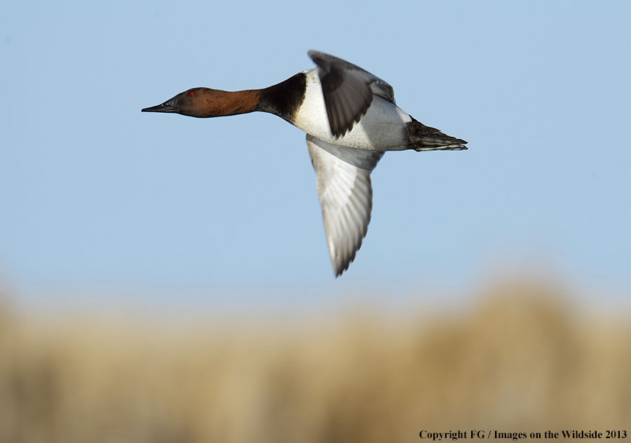 Canvasback duck in flight.