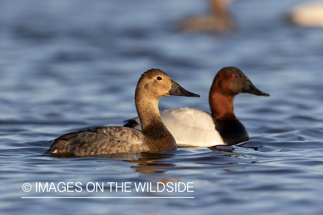 Canvasback drake and hen on water.