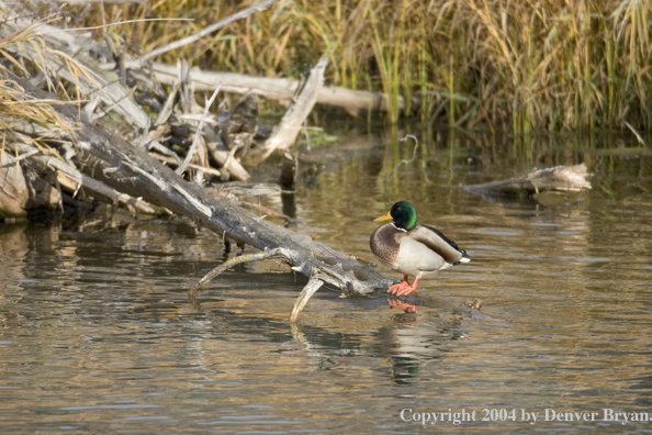 Mallard drake.