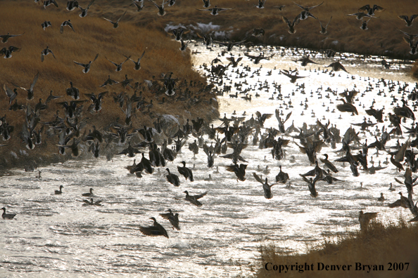 Mallard flock