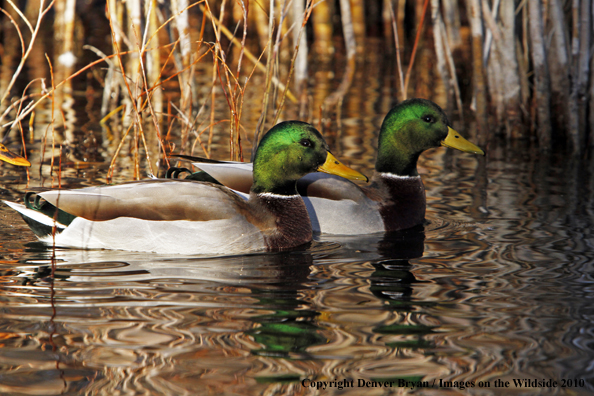 Mallard drakes on water