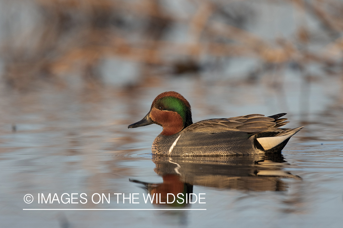 Green-winged Teal on pond.