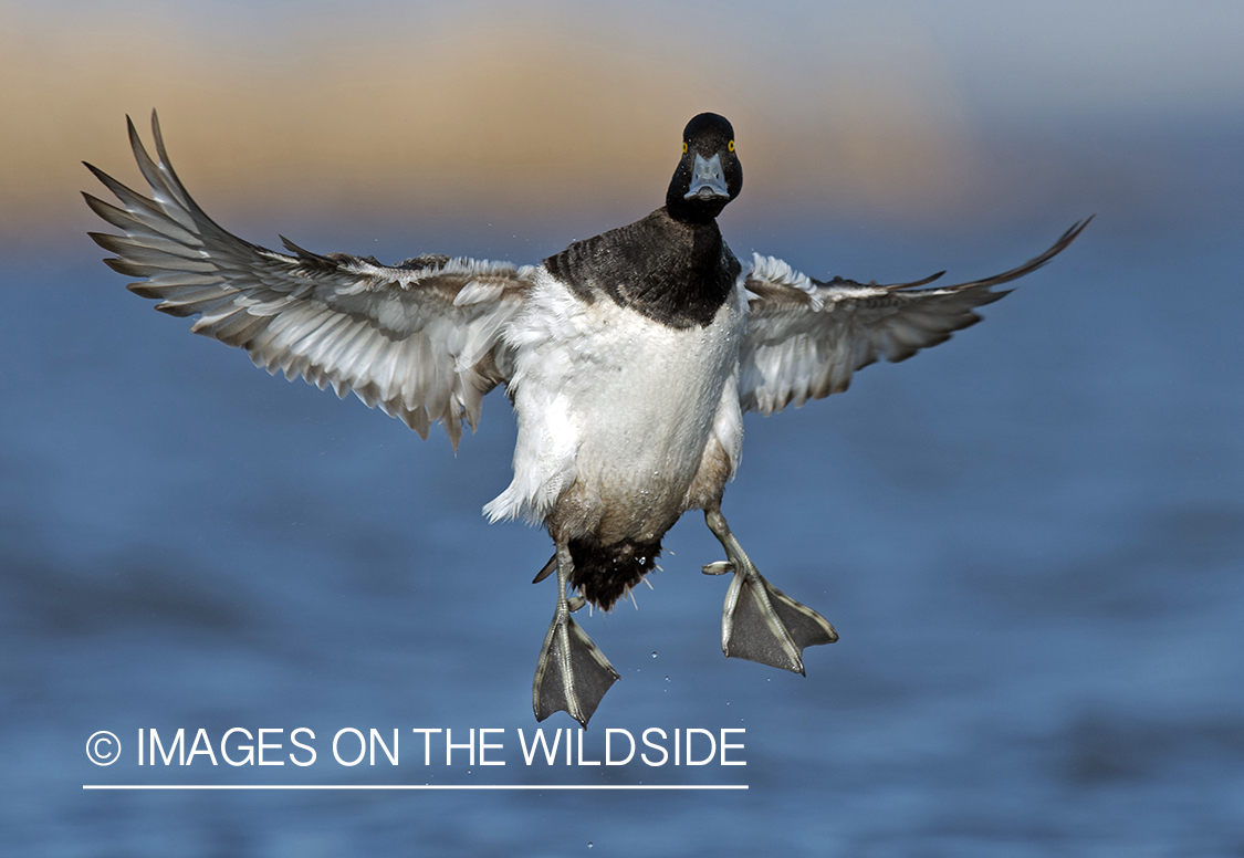 Lesser Scaup in flight.