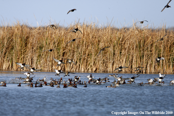 Redhead Duck Flock