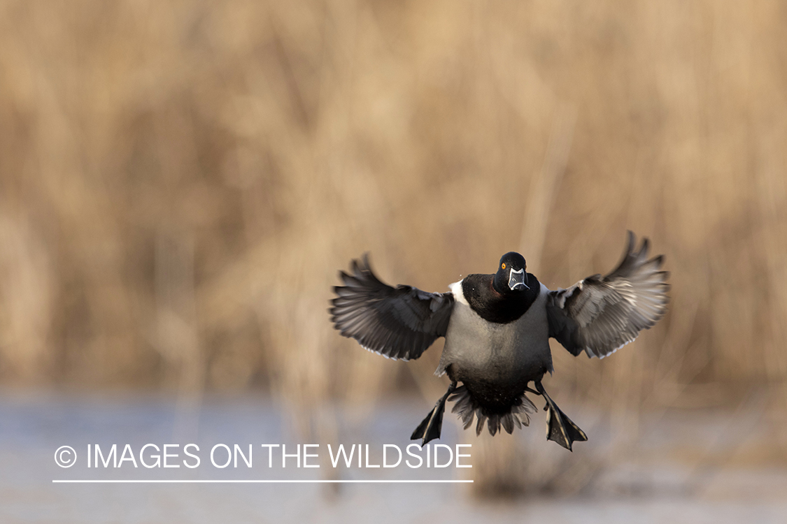 Ring-necked drake in flight.