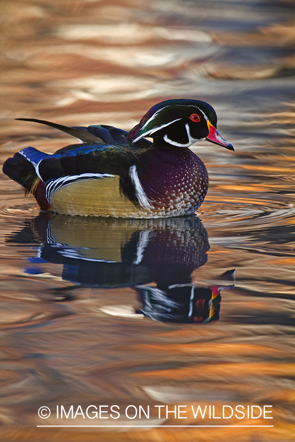 Wood Duck drake in habitat. 