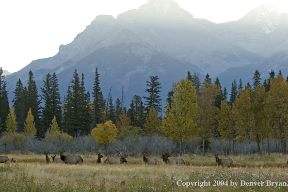 Herd of Rocky Mountain elk in habitat.