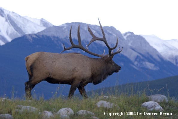 Rocky Mountain bull elk in habitat.