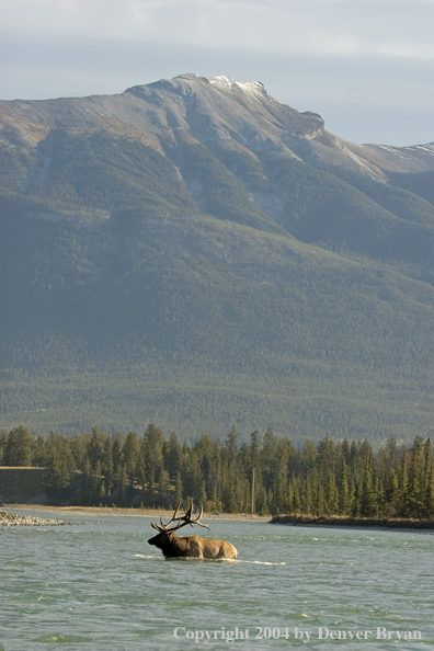 Rocky Mountain bull elk crossing river.