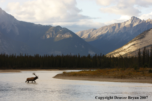 Rocky Mountain Elk crossing river