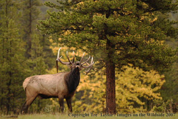 Rocky Mountain Elk in habitat