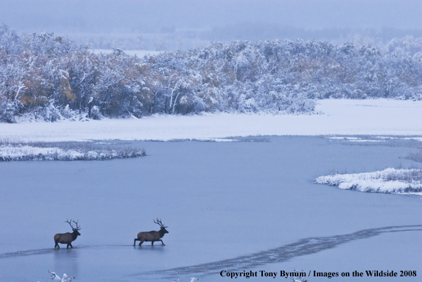 Rocky Mountain Elk in habitat