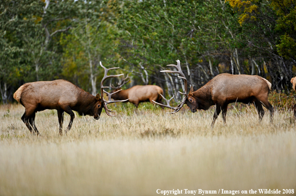 Bull Elk fighting