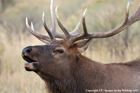 Bull elk bugling. 