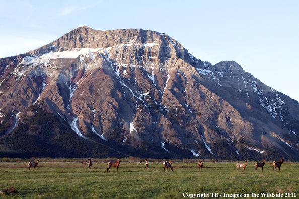 Rocky Mountain bull elk in habitat. 